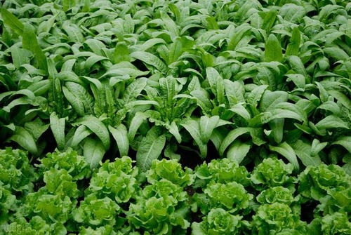 优质蔬菜高效栽培技术,做好田间管理和病虫害防治,保障蔬菜增收