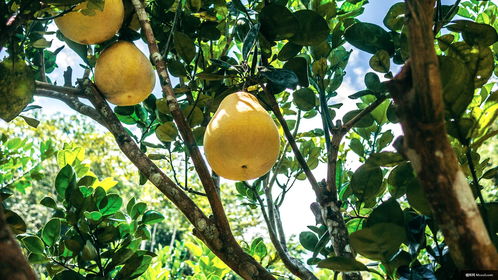 植物 食品 生产 水果 葡萄柚 柑橘类水果 美食摄影图片图片壁纸 美食摄影图片图片壁纸