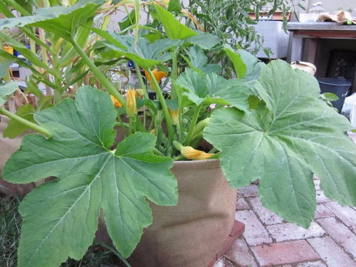在阳台上不断有蔬菜采摘,可以用花盆种上这9种盆栽蔬菜