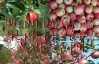陕西水果诚信经纪人张经国 常年供应各类水果[供应]_生鲜水果